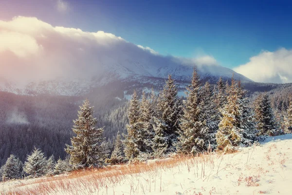 Mysterious winter landscape majestic mountains in winter.