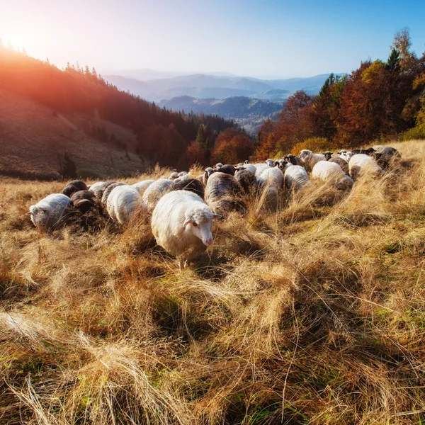 Flock of sheep vypasayetsya