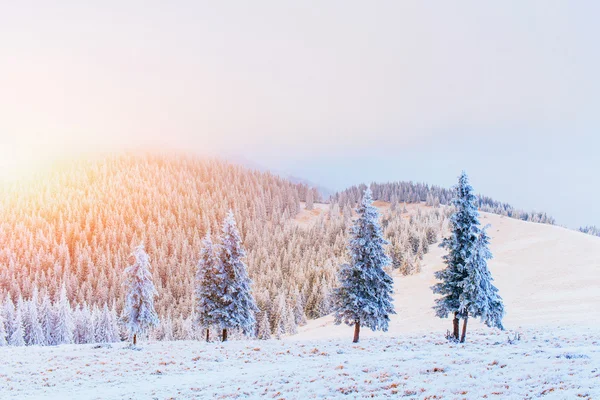 Winter landscape trees in frost