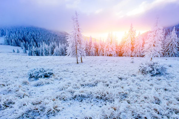 Winter landscape trees in frost