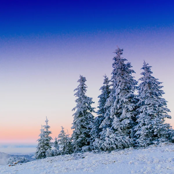 Winter landscape trees in frost