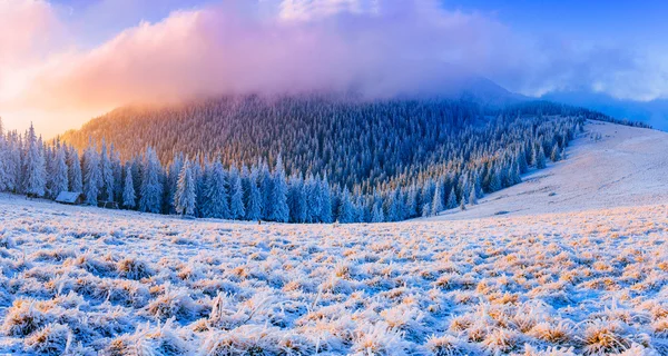 Winter landscape trees in frost