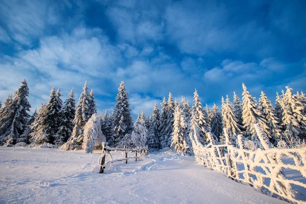 Winter landscape trees in frost