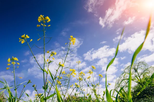 Yellow flowers and blue sky with fluffy white clouds and sunshin