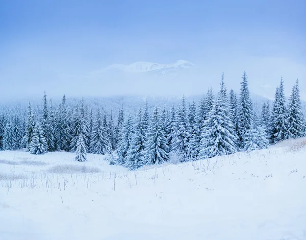 Winter landscape trees in frost