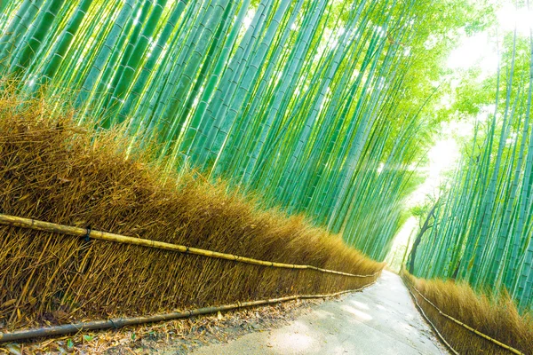 Arashiyama Bamboo Trees Forest Road God Ray Tilted