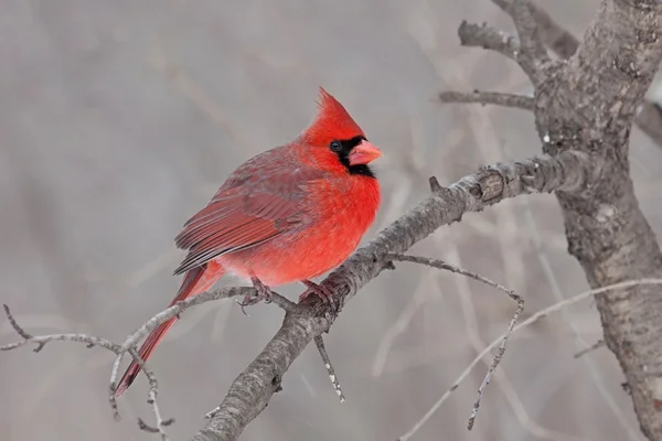 Fluffed Cardinal Perched On A Branch