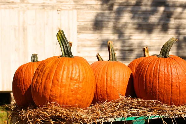 Pumpkins on the autumn market. Harvest