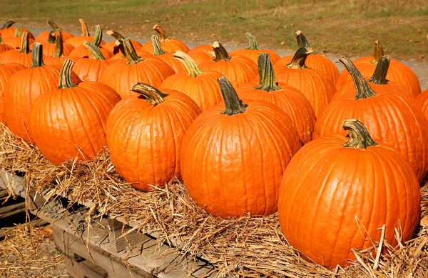 Pumpkins on the autumn market. Harvest