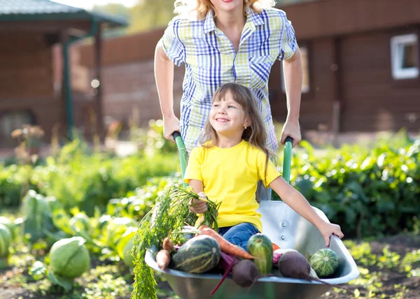 Little child girl inside wheelbarrow with vegetables in the garden