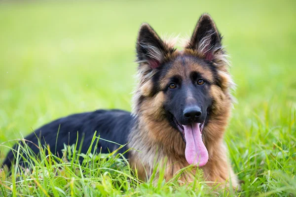 Young dog german shepherd lying on the grass in the park