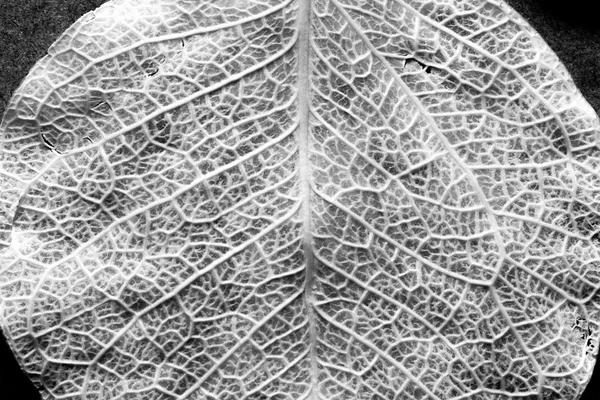 Black and white leaf texture