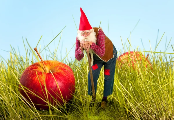 Garden gnome and apple