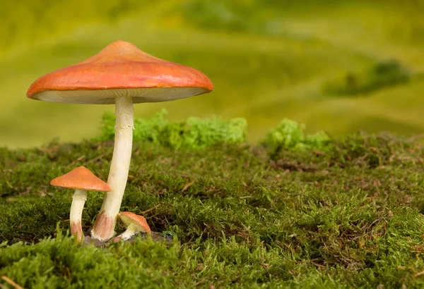 Toadstool background for fairytale