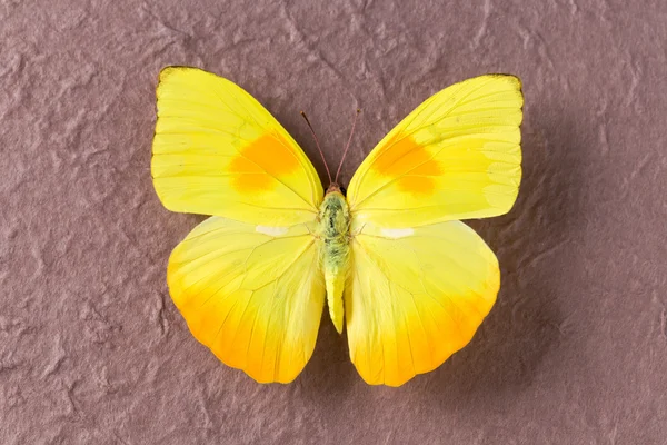Closeup of yellow butterfly