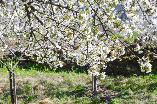 Cherry blossoms, Caderechas valley (Spain)