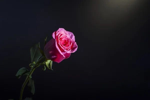 Rose on black background