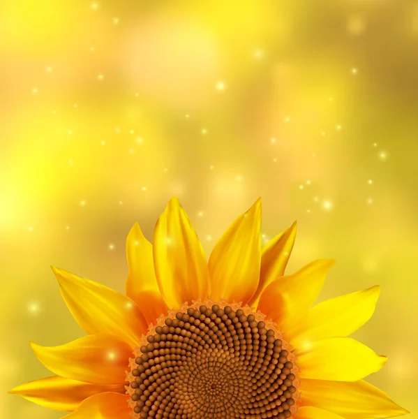 A single sunflower on a yellow background