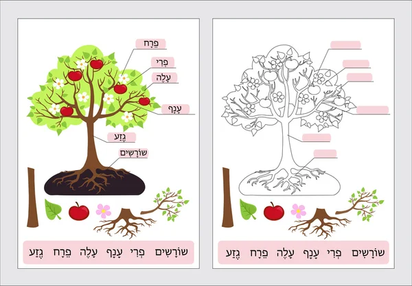 Parts of Tree.Clipart. Tree structure trunk, root, branch, fruit, leaf, root. Work page for students. Vector illustration.