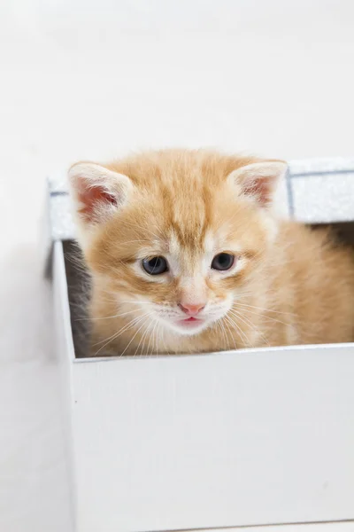 Adorable, small kitten stuck in a gift box, cuddly animal sweet