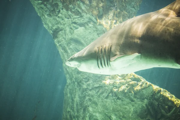 Huge shark swimming under sea