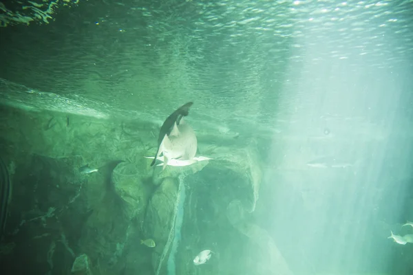 Shark swimming under sea