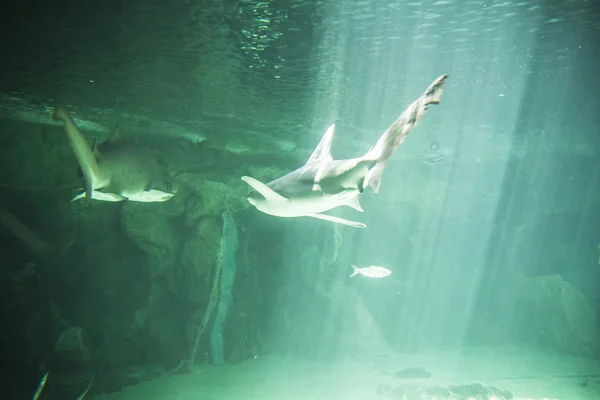 Shark swimming under sea