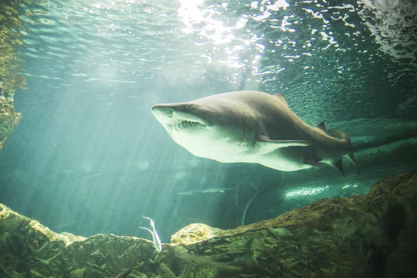 Shark swimming under water