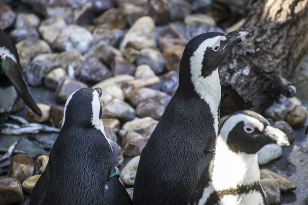 Funny penguin sun in a peer group