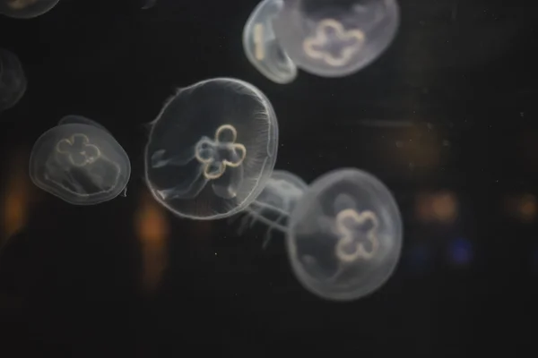 Bank of jellyfish at the bottom of the ocean