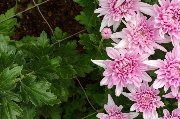 Autumn flower, purple Chrysanthemum flower in the garden