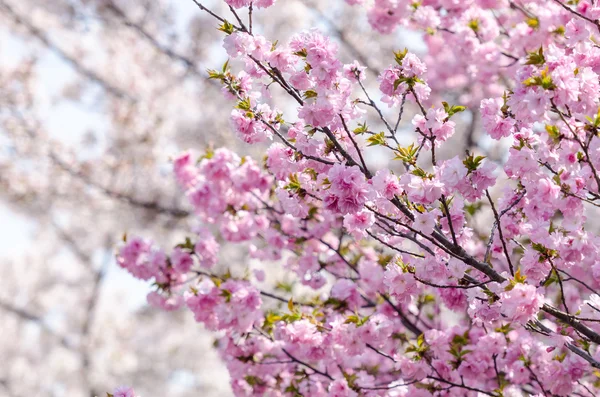 Sakura or Japan cherry blossom branches, which will fully bloomi