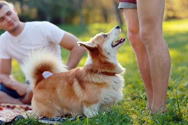 Family picnic with a dog