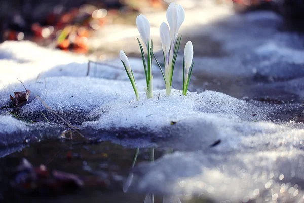 Delicate white flowers