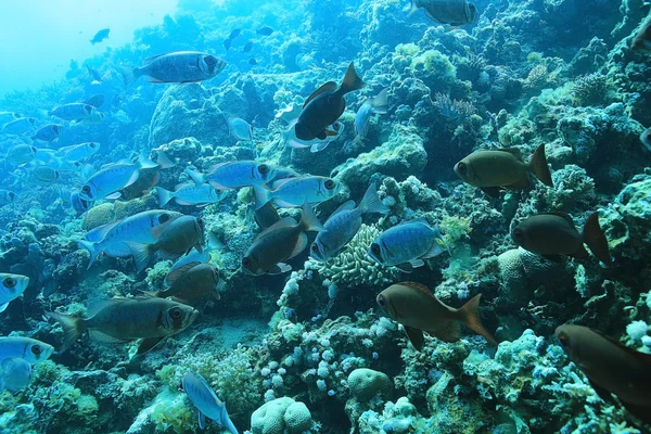Tropical sea underwater