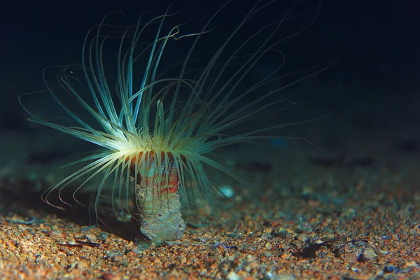 Actinium animal underwater