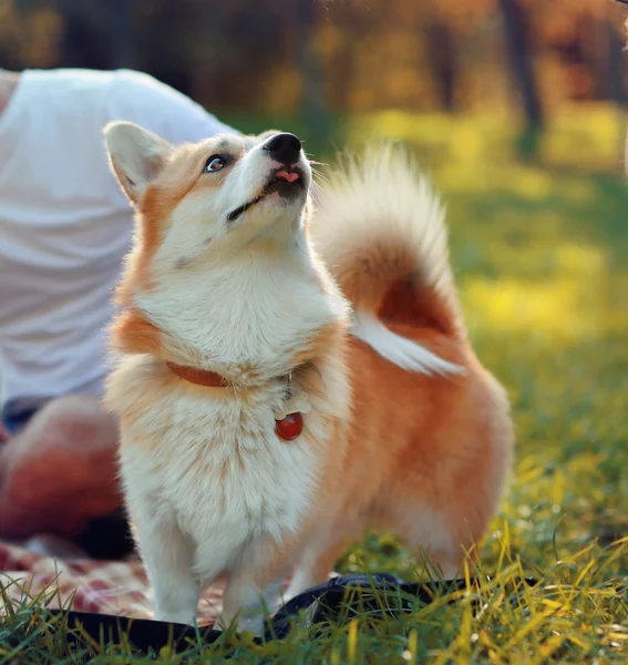 Cute dog Corgi