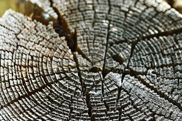 Wood circle texture