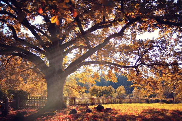 Big autumn oak tree
