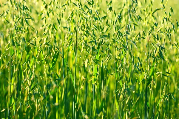 Green oat field