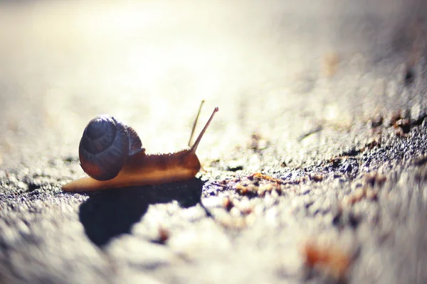 Snail crawling on the wet road