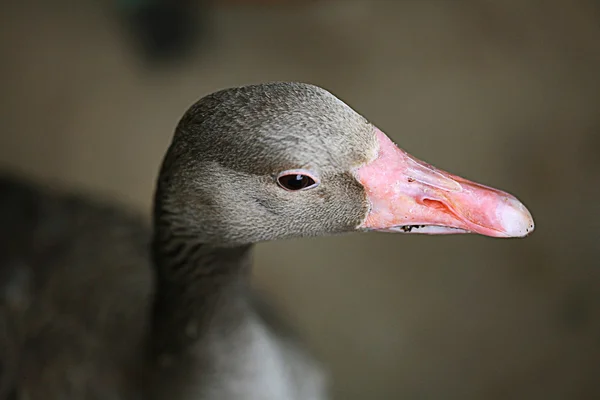Close up of wild goose