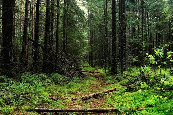 The path in the autumn forest