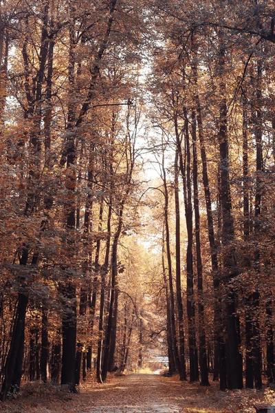 Autumn in a golden forest