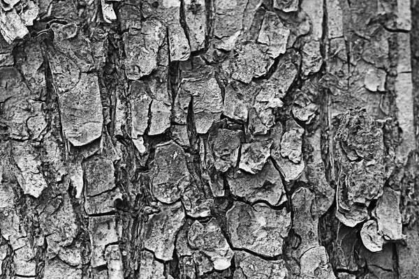 Texture of tree bark