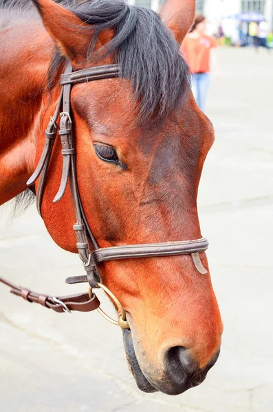 Horse in harness. Portrait of a horse. Brown horse