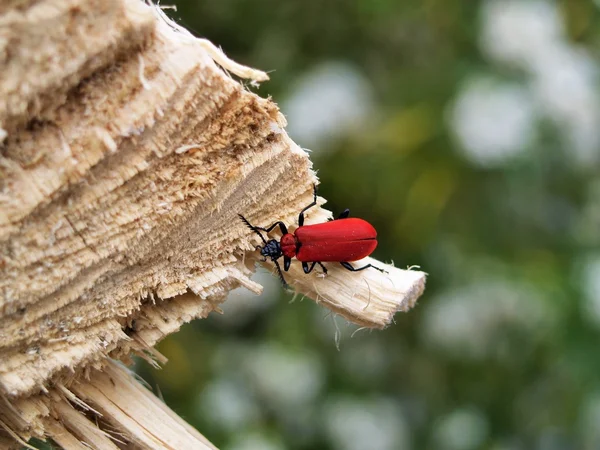 Cardinal Beetle on Wood