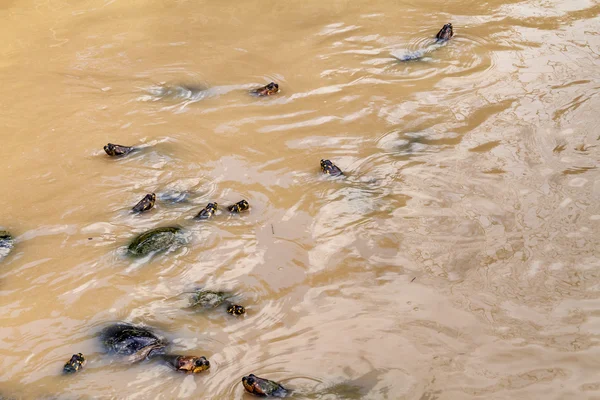 Yellow-spotted Amazon river turtle