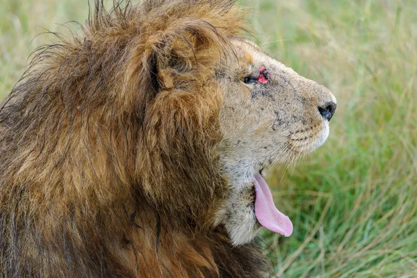 Lion in the morning Masai Mara