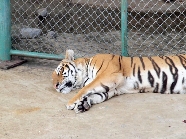 Royal bengal tiger